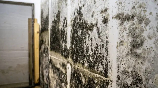 Mold growth on a lower-level wall with exposed framing